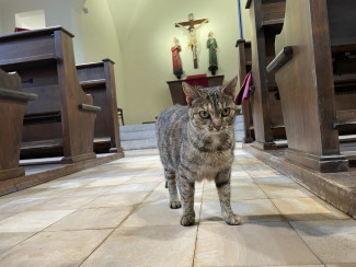 Kirchenkatze Lilly ist skeptisch